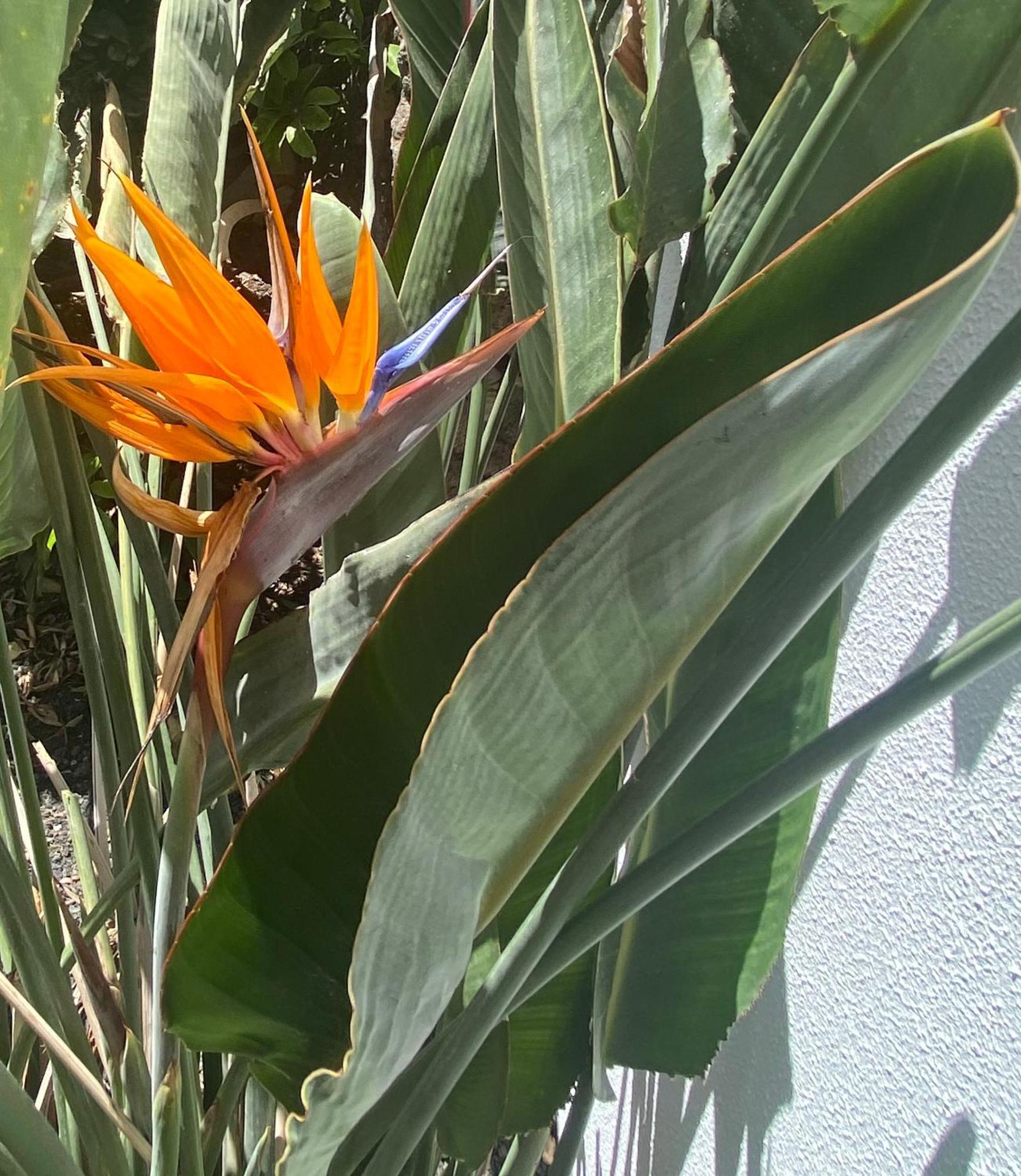 Casa Rosalia Casa vacanze Corralejo